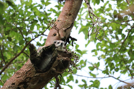 Tree hyrax in a tree.