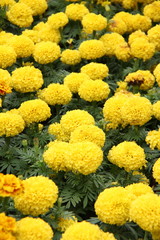 Yellow blooming Marigold flower field