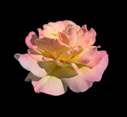 Beautiful pale pink rose isolated on a black background