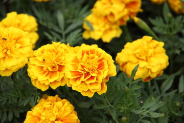 Naklejka na ściany i meble Yellow blooming Marigold flower field