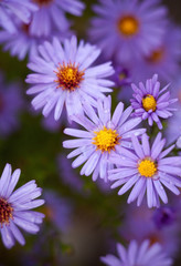 Blue aster flowers.