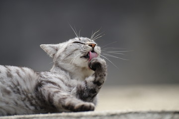 毛繕いする猫