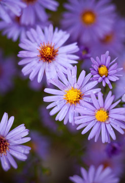 Blue Aster Flowers.