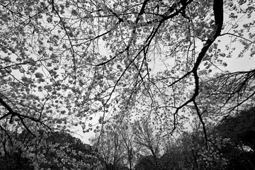 Monochrome photo of cherry blossoms in full bloom in the city