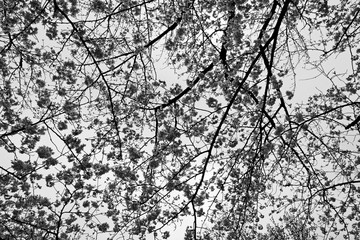 Monochrome photo of cherry blossoms in full bloom in the city