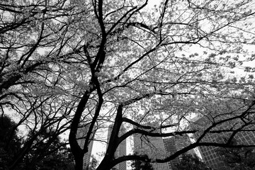 Monochrome photo of cherry blossoms in full bloom in the city
