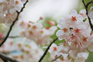 Cherry blossoms blooming in spring in Japan
