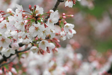 Cherry blossoms blooming in spring in Japan