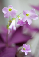 Tender purple flowers