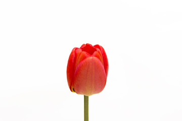 One red tulip isolated on white background. Close-up.	