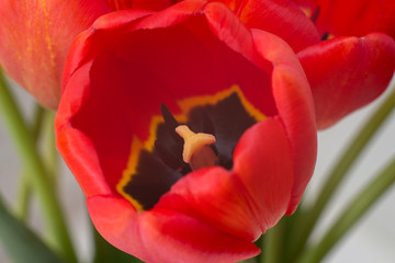 One red tulip. Macro shot.	