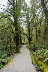 Fototapeta na wymiar Beech Forest hiking trail leading to the Blue Pool Makaroa in Mount Aspiring, New Zealand.