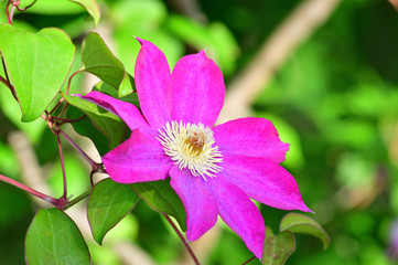 背景をぼかして、「クレマチス」の一種と推定される植物の花を撮影した写真