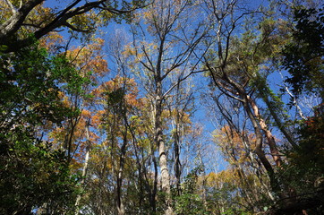 日本の岡山県岡山市の美しい紅葉