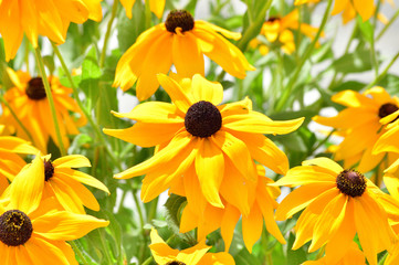 黄色い花びらの複数の花の中の一つの花が画面中央に配置されるように撮影した写真