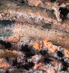 Mouldy (moldy) bread. Close-up.