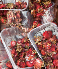 Rotten strawberries on the landfill