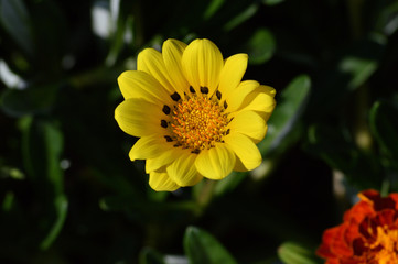 黄色い筒状花と舌状花を有する、ガザニアの黄色い花（頭状花序）をクローズアップで撮影した写真