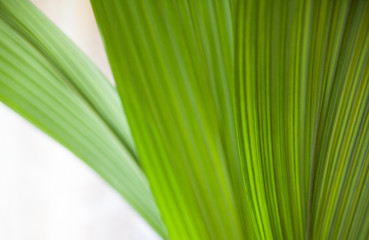 Green leaf. Close-up