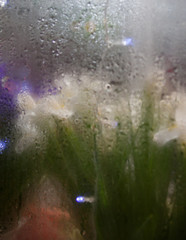 Fototapeta premium Flowers and light garlands behind the glass