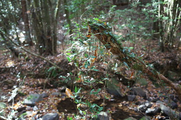 日本の岡山県岡山市の美しい紅葉