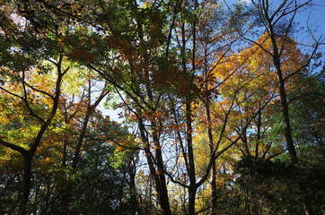 Fototapeta premium 日本の岡山県岡山市の美しい紅葉