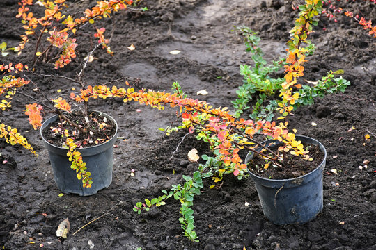 Plants ready to planting in autumn time