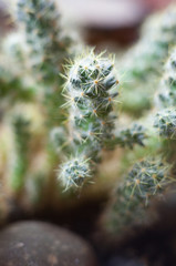 Cactus. Succulent plant.