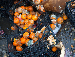 Rotten mandarin oranges on the landfill