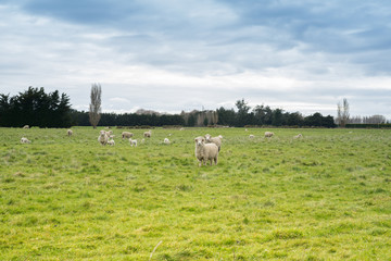 Flock of sheeps in green Dairy farm.
