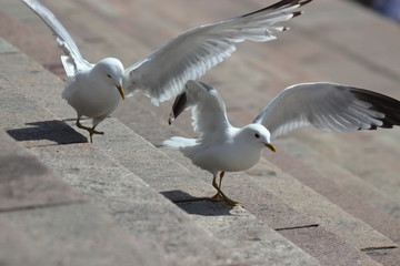 Sea gull on touristic place before cathedral of helsinki on holiday. Travelling with cruise ship in summer