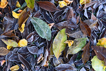 autumn leaves background