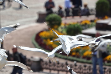 Sea gull on touristic place before cathedral of helsinki on holiday. Travelling with cruise ship in...