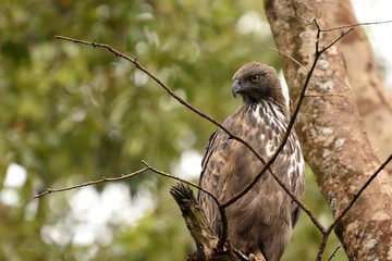 Crested Hawk Eagle is resting on a tree