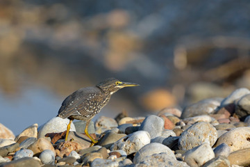 Striated heron (Butorides striata) also known as mangrove heron, little heron or green-backed heron, Crete