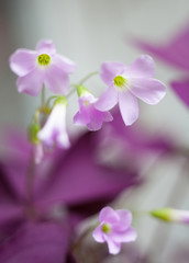 Tender purple flowers