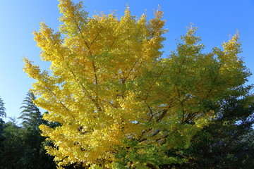 青い空と黄色いイチョウ（愛媛県　久万高原町）