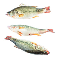 Three different angled fresh sea bass on white background