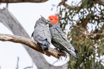 Gang-gang Cockatoos preening