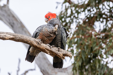Gang-gang Cockatoos preening