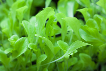 Growing the lettuce.