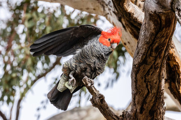 Gang-gang Cockatoo male in a tree
