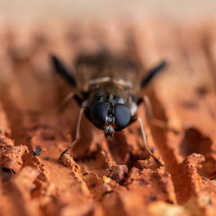 Garden Soldier Fly