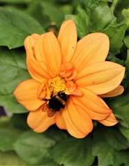 Bourdon dans un dalhia jaune.