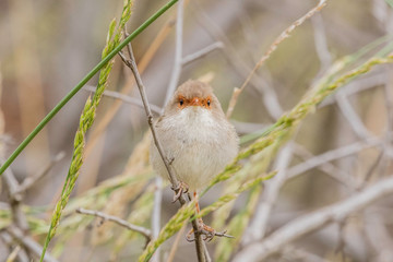 Superb Fairy-wren female in a thicket