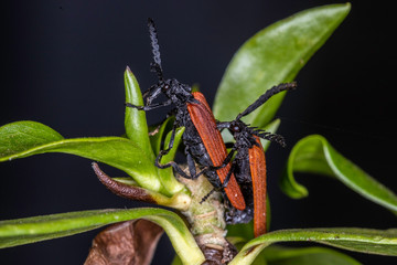 Long-nosed Lycid Beetles laying eggs