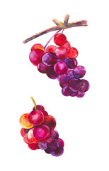 Beautiful, juicy, ripe bunchs of grapes.Watercolor illustration isolated on white background
