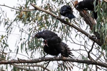 A White-winged Chough displaying
