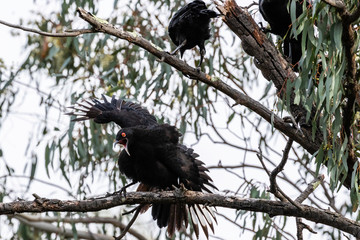 A White-winged Chough displaying
