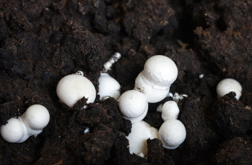Button mushrooms in the ground